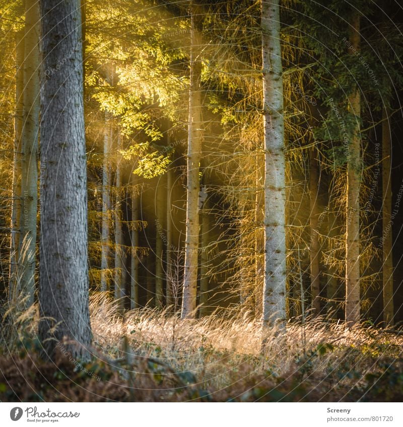 Sonnenstrahlen Natur Landschaft Pflanze Sonnenlicht Frühling Sommer Baum Gras Sträucher Wald leuchten Wachstum wandern Wärme Stimmung Frühlingsgefühle ruhig