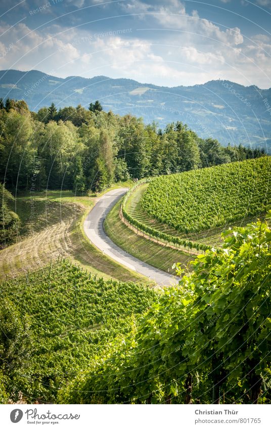 Weinberge Südsteiermark Zufriedenheit Sinnesorgane Erholung ruhig Meditation Ferien & Urlaub & Reisen Tourismus Ausflug Sommer Sommerurlaub Umwelt Natur Sonne