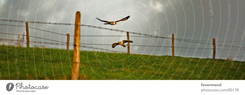 Flug ins Jahr 2007 Greifvogel Vogel Tier Wiese Zaun Unwetter gefährlich Vogeljagd flattern Weide fliegen Freiheit Luftverkehr Jagd Himmel Gewitter vogelfang