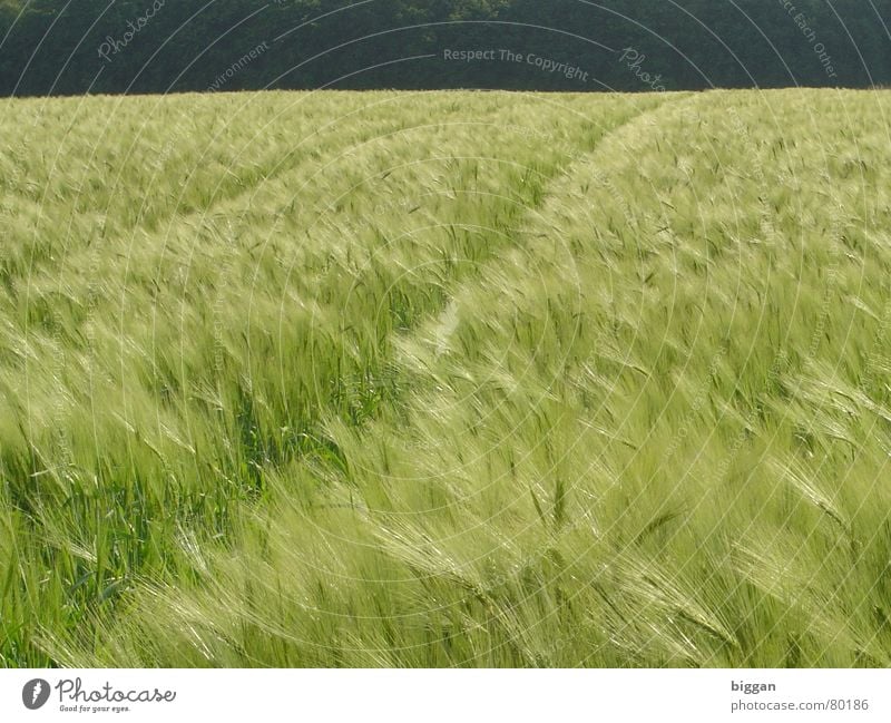 Ein Bett im Kornfeld? Leben dunkel Erinnerung Freude wellenbewegung Unbekümmertheit mit dem fahrrad der natur näher kommen waldrand von bonn