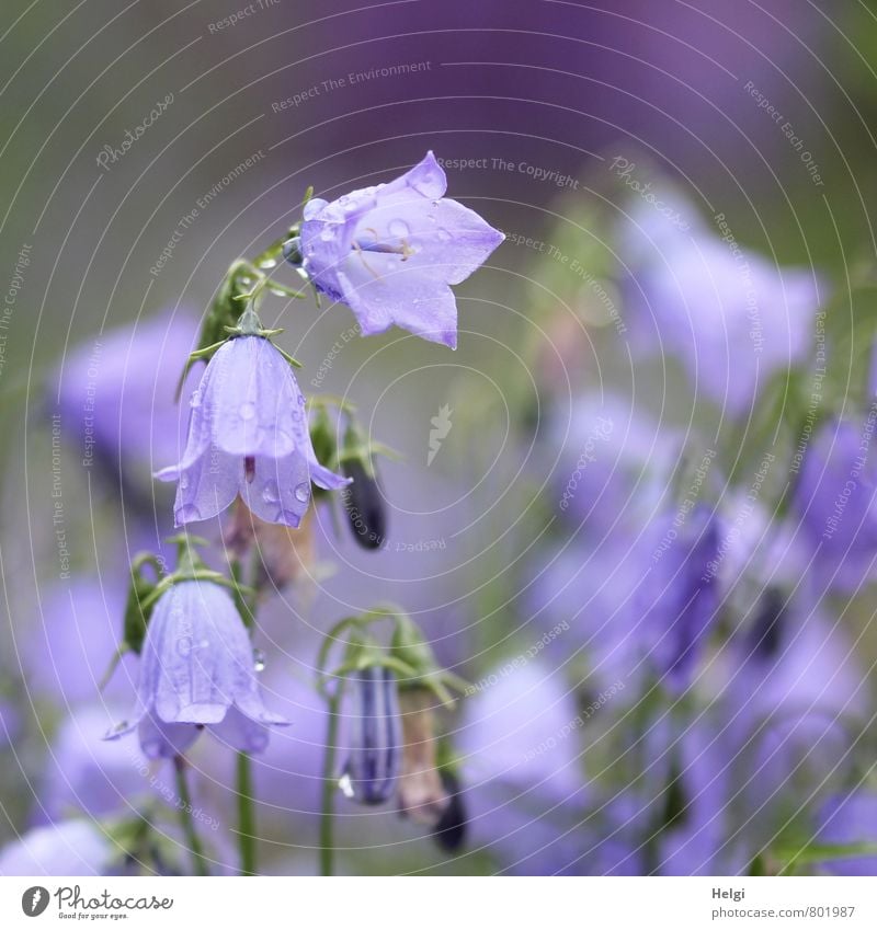 Glöckchen... Umwelt Natur Pflanze Sommer Regen Blume Blüte Glockenblume Blütenknospen Garten Blühend hängen Wachstum ästhetisch schön klein nass natürlich grün