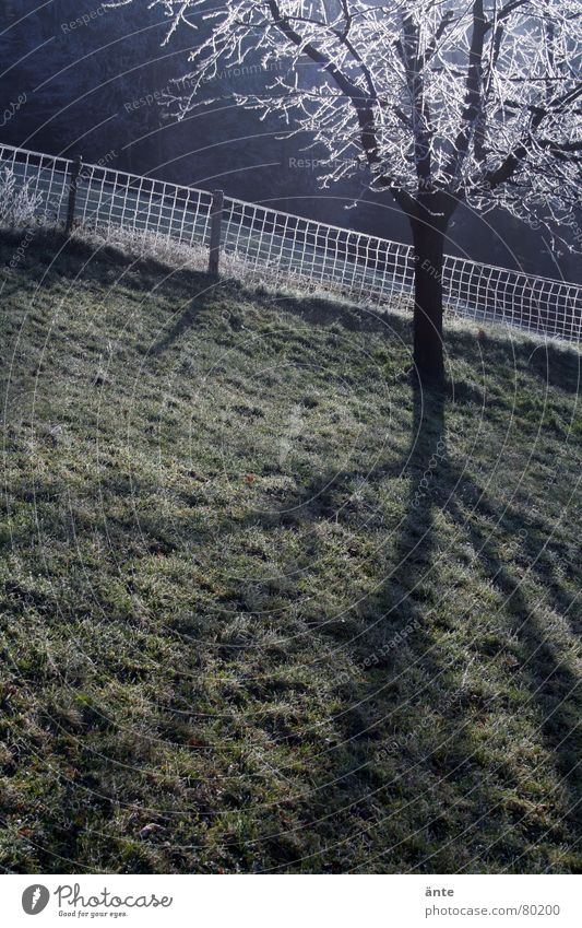 schräg Gras Morgen frisch Baum Zaun grün Hügel Trauer Außenaufnahme Schatten steil verdunkeln Baumstamm Grasland Wiese Viehweide Grenze Schattendasein kalt