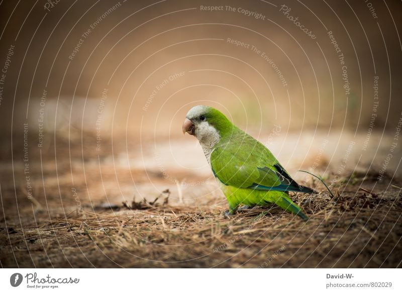 TARNUNG - defekt = VÖGLEIN - entdeckt Natur Tier Erde Sommer Dürre Wald Urwald Waldboden Park Vogel Tiergesicht Flügel Zoo Wellensittich Papageienvogel exotisch