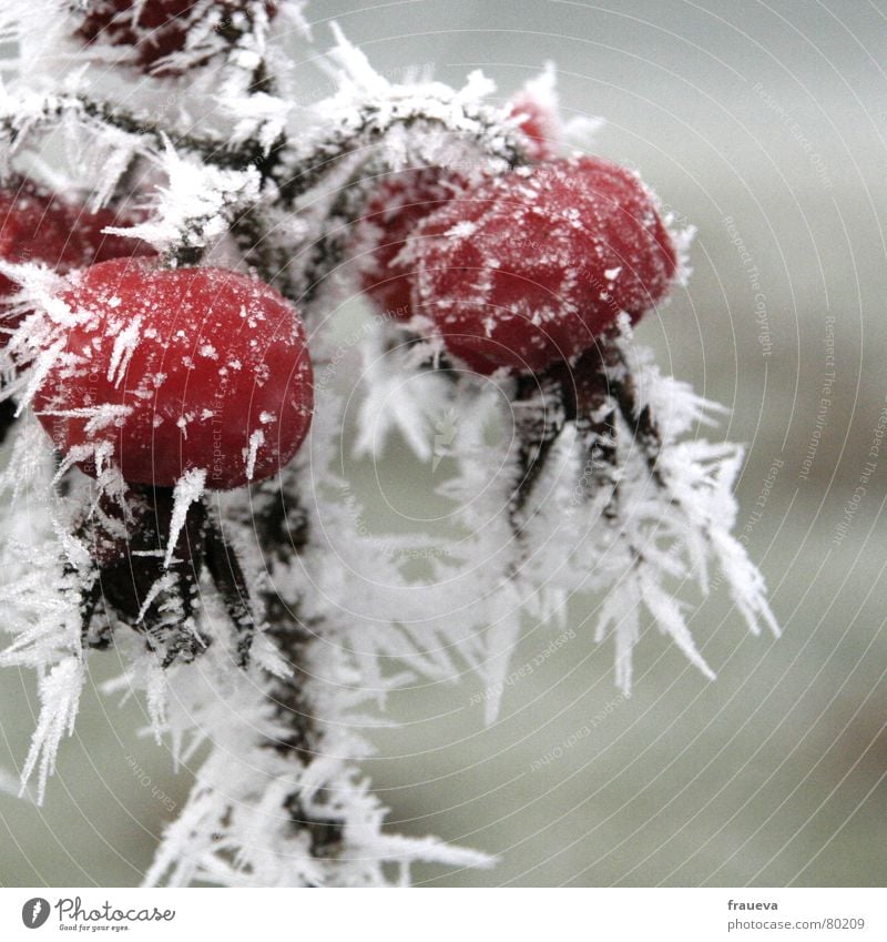 eisige heckenrose gefroren kalt Trauer Raureif Dezember Pflanze Winter Botanik Tod Eis Pflanzenteile Schnellzug Eiskristall Wildpflanze Weihnachten & Advent