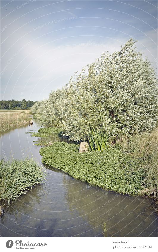 voll natur Umwelt Natur Landschaft Luft Wasser Himmel Sommer Schönes Wetter Baum Sträucher Flussufer Bach Sauberkeit Idylle Naturschutzgebiet Umweltschutz