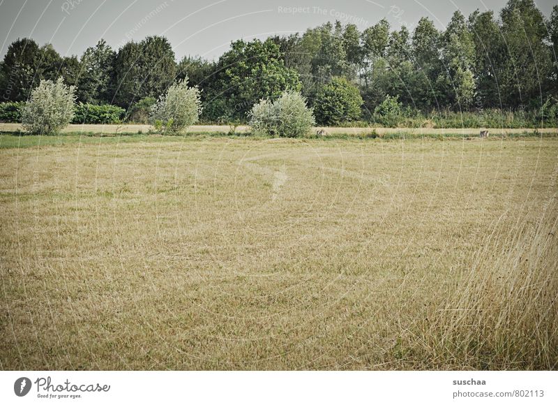 voll natur III Umwelt Natur Landschaft Pflanze Himmel Sommer Baum Gras Sträucher Feld Umweltschutz Ferne Strohacker Landwirtschaft Gedeckte Farben Außenaufnahme