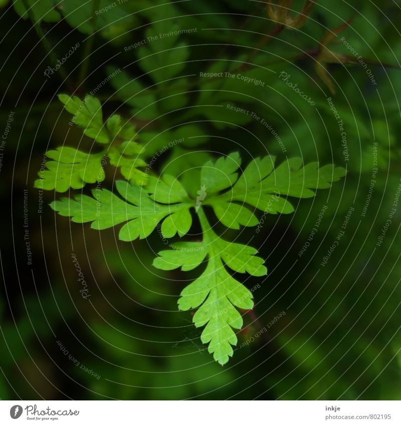 Grünzeug Natur Pflanze Frühling Sommer Blatt Grünpflanze Garten Park Wachstum frisch natürlich grün Umwelt Farbfoto Außenaufnahme Nahaufnahme Detailaufnahme