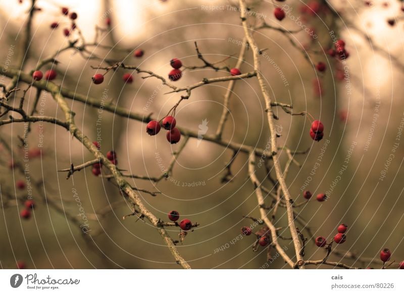 Dezemberbeeren rot Herbst Baum Sträucher kalt Winter Dornbusch Garten Park Beeren dornstrauch saupark springe