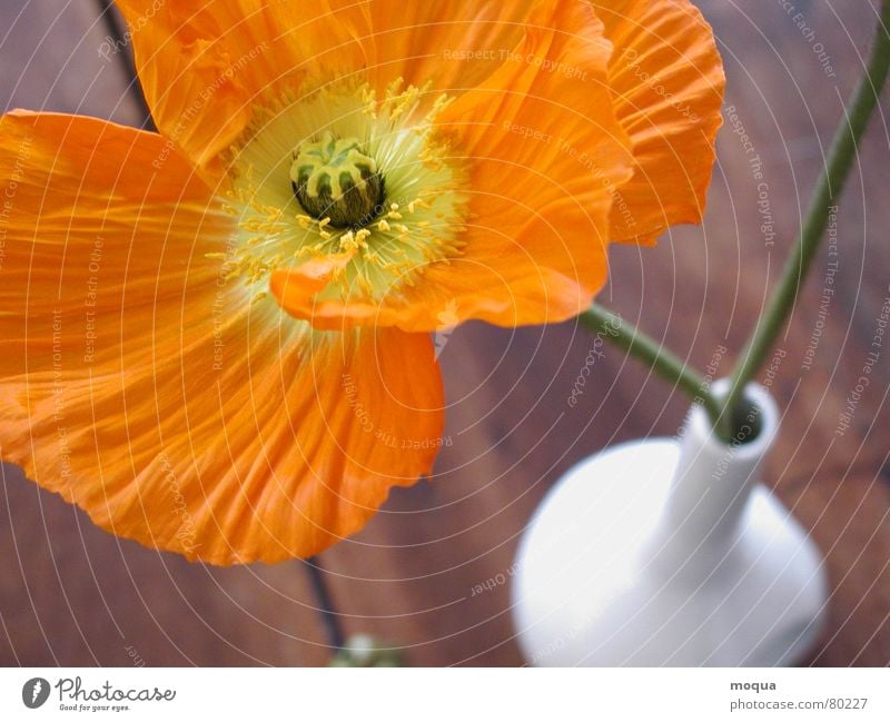 voll aufgeblüht Mohn Pflanze Blüte Blume Wiese Feld Sommer samtig gelb grün Vase Stillleben Holz Tisch braun Vogelperspektive Stengel Pollen Botanik Holztisch