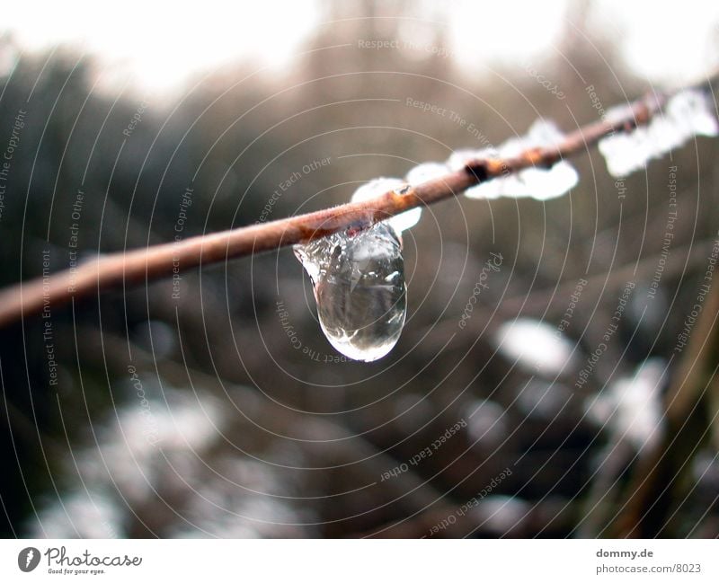 Eistropfen Reflexion & Spiegelung Schnee Ast Wassertropfen Klarheit kaz