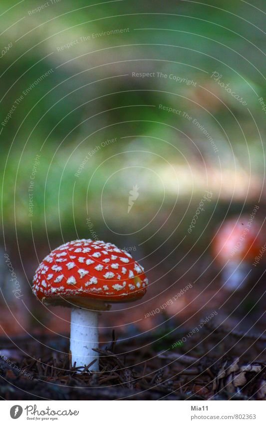 giftig Natur Pflanze Wildpflanze Wald braun grün rot Pilz Fliegenpilz Gift stehen Punkt Waldboden Farbfoto Außenaufnahme Nahaufnahme Menschenleer