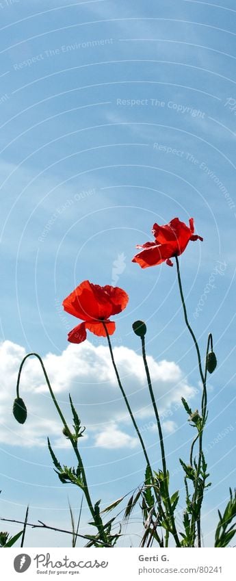 pop pies mehrere Klatschmohn geplatzt aufgebrochen Blume Mohn rot zart stachelig offen grün Feld knallig mehrfarbig frisch Fröhlichkeit Wolken himmelblau Blüte