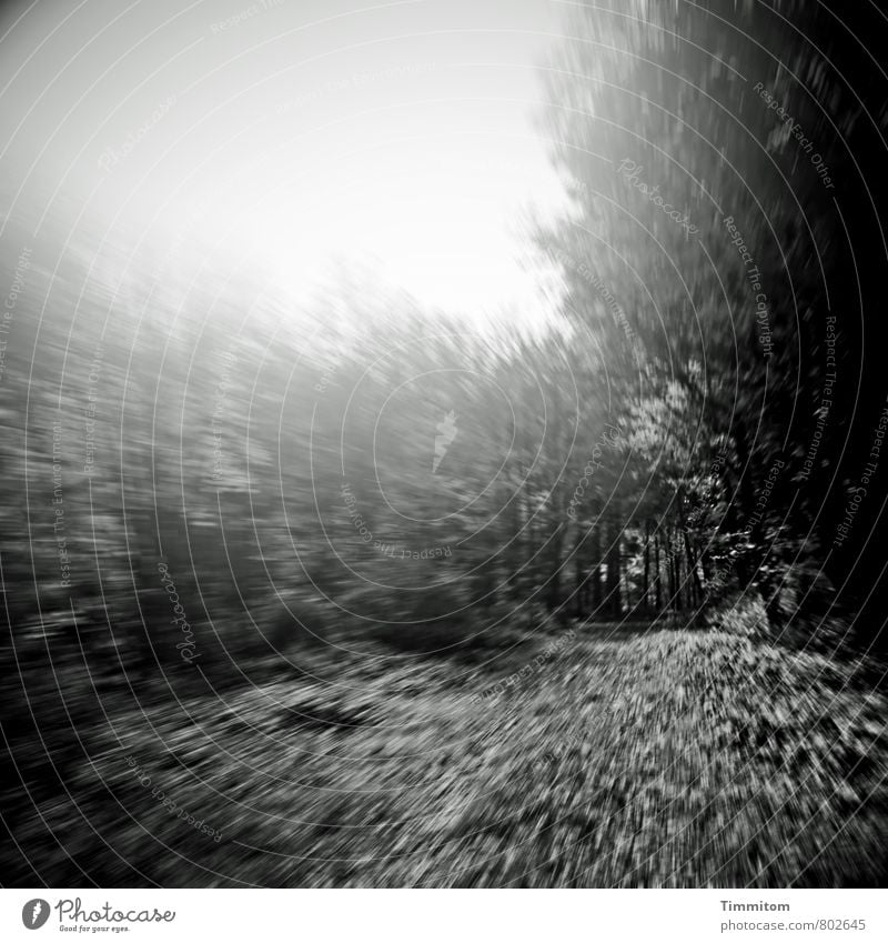 Oh! Umwelt Natur Landschaft Pflanze schlechtes Wetter Baum Wald Wege & Pfade Blick dunkel einfach grau silber Gefühle Angst Überraschung Schwarzweißfoto