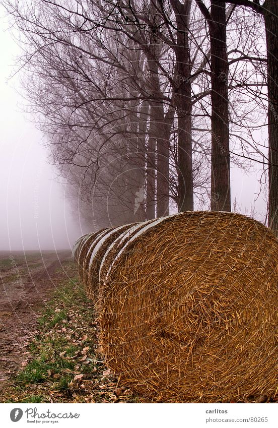 Röllchen nach dem Fest ... Baumreihe Herbst Winter Nebel dunkel Herbstbeginn Morgennebel Strohrolle Langeweile speckröllchen feiertagsspeck Spaziergang trübung