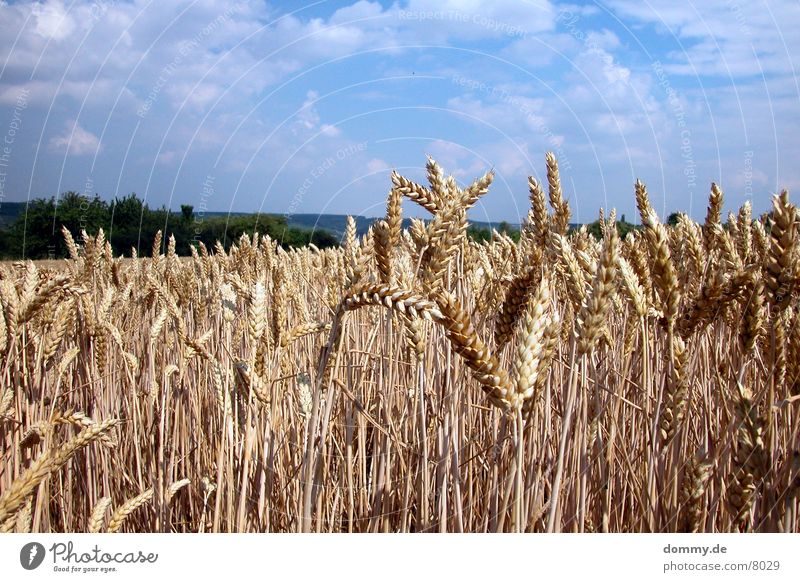 Getreide Würzburg Feld Amerika