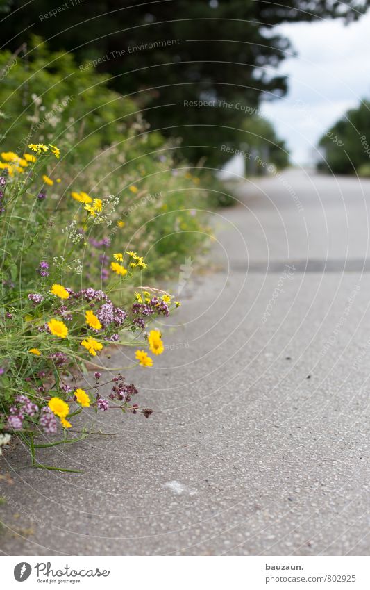 wegesrand. Kur Ferien & Urlaub & Reisen Tourismus Ausflug Fahrradtour Sommer Sommerurlaub Garten Gartenarbeit Umwelt Natur Landschaft Schönes Wetter Pflanze