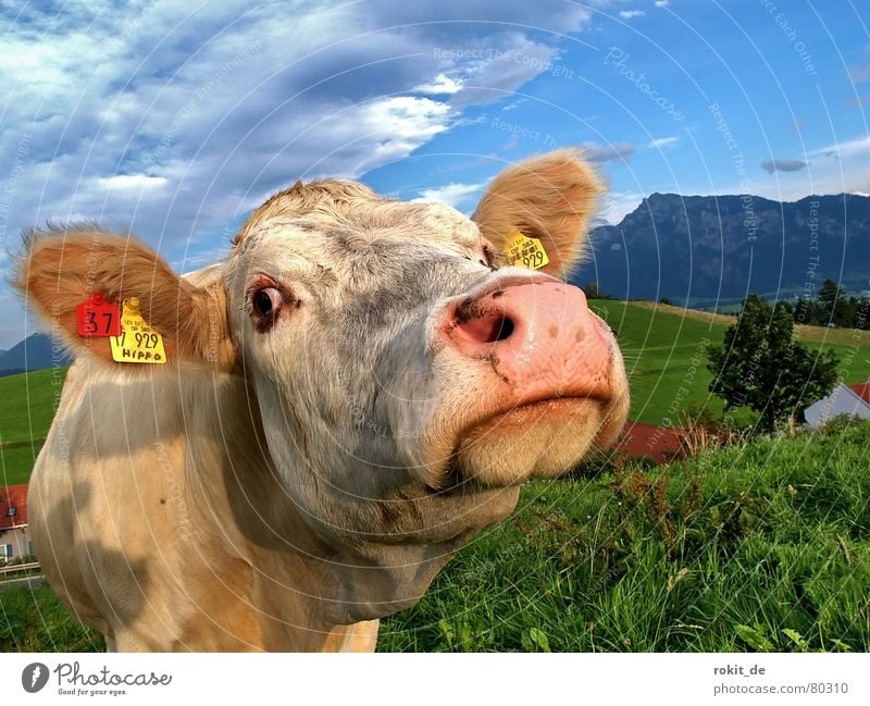 Hey Allter, was guggst du? muhen Großmaul Kuh Bayern Allgäu Wiese grün Sonnenuntergang Grasland Alm Bergwiese Schnauze Tegelberg Rieden Milchkuh Wiederkäuer