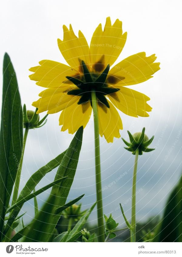 Gelbe Blüte | mit gezackten Blütenblättern | dem Himmel entgegen wachsen. Blume Pflanze gedeihen Wachstum gelb grün Sommer Gras Licht Blütenblatt Blühend