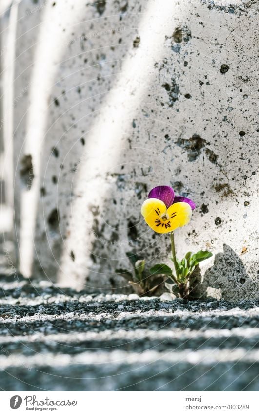 Überlebenskünstler Natur Pflanze Blume Blüte Wildpflanze Stiefmütterchen Stiefmütterchenblüte Ackerveilchen Wilde Stiefmütterchen Mauer Wand Stein Beton