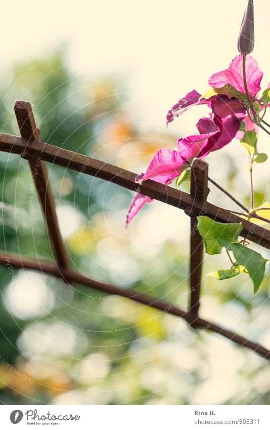 GegenlichtKlematis II Sommer Garten Pflanze Blühend Clematis Kletterpflanzen Rosenbogen Unschärfe Blütenknospen Farbfoto Außenaufnahme Menschenleer