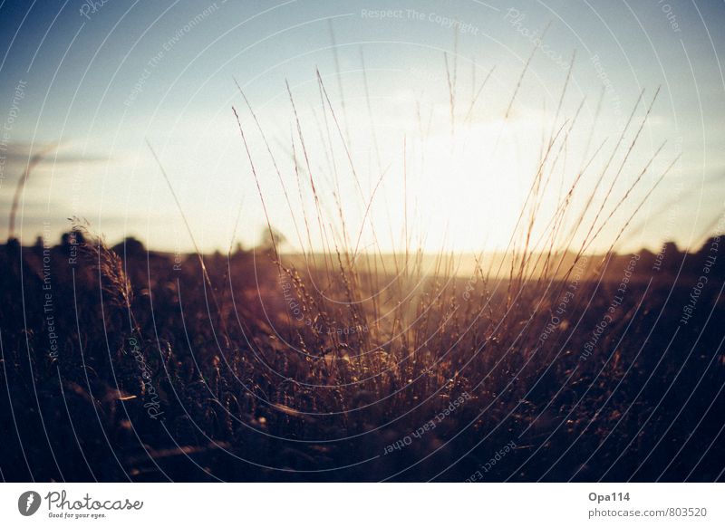 Sonnenuntergang Umwelt Natur Landschaft Pflanze Tier Sonnenaufgang Sonnenlicht Sommer Schönes Wetter Grünpflanze Nutzpflanze Feld alt beobachten Blühend warten