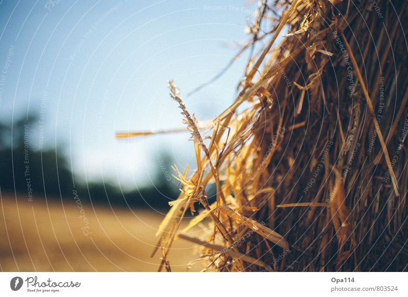 Stroh Umwelt Natur Landschaft Sommer Schönes Wetter Pflanze Nutzpflanze Feld warten gelb gold "Stroh Landwirtschaft Rundballen Ernte Agrar Ähre Weite Ferne"