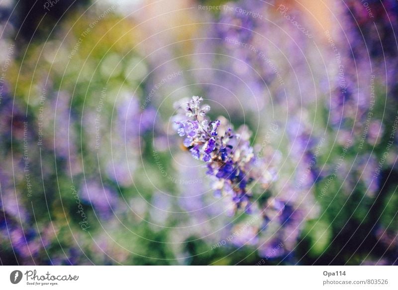 Lila Wolken Umwelt Natur Pflanze Tier Frühling Sommer Schönes Wetter Blüte Grünpflanze Garten Park Blühend weich grün violett "Flieder Blume" Farbfoto