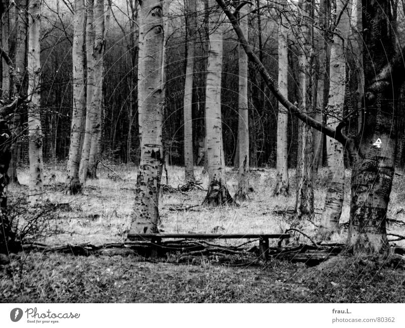 Wald Laubwald Birke dunkel Gras ruhig grauenvoll gruselig Einsamkeit Baum Waldrand Blatt wandern Freizeit & Hobby land dorf Buche Bank Spaziergang