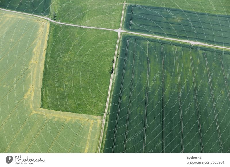 Flächig Umwelt Natur Landschaft Erde Sommer Schönes Wetter Gras Wiese Feld Wege & Pfade Wegkreuzung Kreuz ästhetisch Beratung Erwartung Freiheit