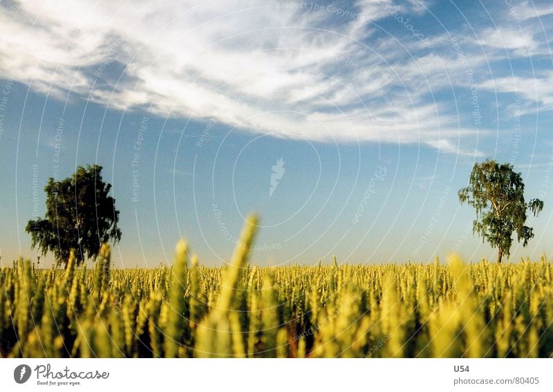 Sicherheitsabstand Ähren Sommer Feld Wolken Baum Himmel Sonne Natur blau Kitsch