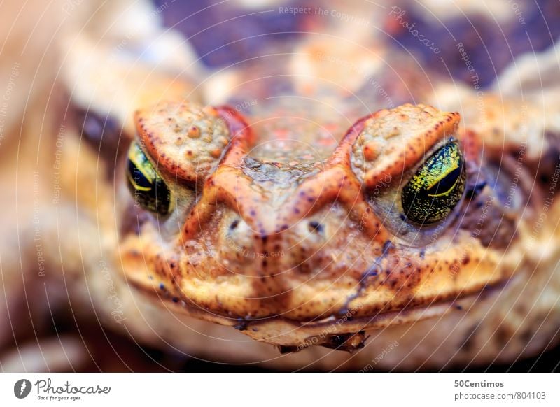 Froschgesicht Tier Wildtier Kröte 1 beobachten entdecken Blick warten Farbfoto Gedeckte Farben Außenaufnahme Nahaufnahme Detailaufnahme Makroaufnahme