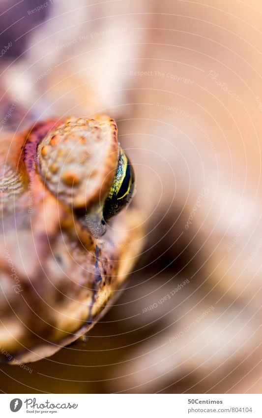 Froschauge Auge Tier Kröte 1 Natur ruhig stagnierend träumen Farbfoto Gedeckte Farben Außenaufnahme Nahaufnahme Detailaufnahme Makroaufnahme Menschenleer