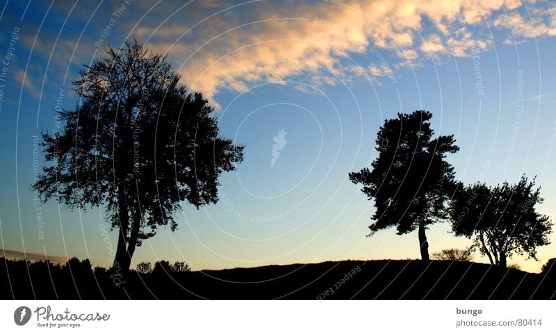 Trost Baum Wolken schlechtes Wetter dunkel bedrohlich Dämmerung Nacht Horizont Sonnenuntergang träumen Traumwelt Einsamkeit harmonisch Farbenspiel Romantik