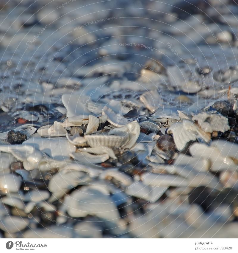 Muscheln Miesmuschel See Strand Herzmuschel Kalk Scherbe Meer Küste Sandklaffmuschel Luftblase Schifffahrt gebrochen Ostsee Wasser Stein blasen