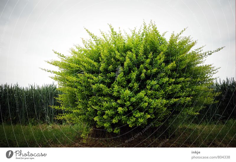 Rastabusch | haarig Umwelt Natur Pflanze Frühling Sommer Sträucher Grünpflanze Park Wiese Feld Wald Stadtrand Menschenleer grün Farbfoto Außenaufnahme