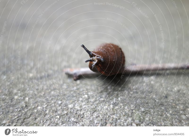 Hocke Wildtier Schnecke Nacktschnecken 1 Tier hocken nackt nass unten braun grau Natur Pause schleimig langsam Pflanzenschädlinge Farbfoto Gedeckte Farben