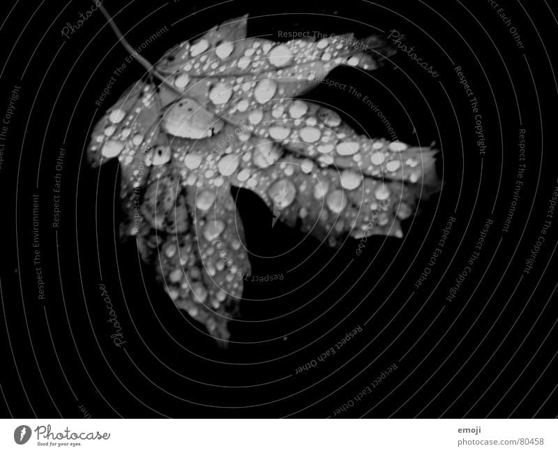 leuchtende Tropfen s/w Nr.2 Blatt schwarz Herbst Makroaufnahme dunkel körnig Trauer Regen Wassertropfen trist Schwarzweißfoto Nahaufnahme black drop white