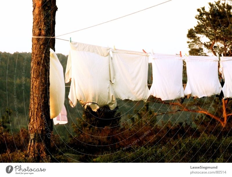 Wäscheleine Hemd Sommer Camping rot grün Norwegen trocknen Stoff T-Shirt Wildnis Bekleidung Häusliches Leben Wind Natur Kiefer Abenddämmerung Idylle