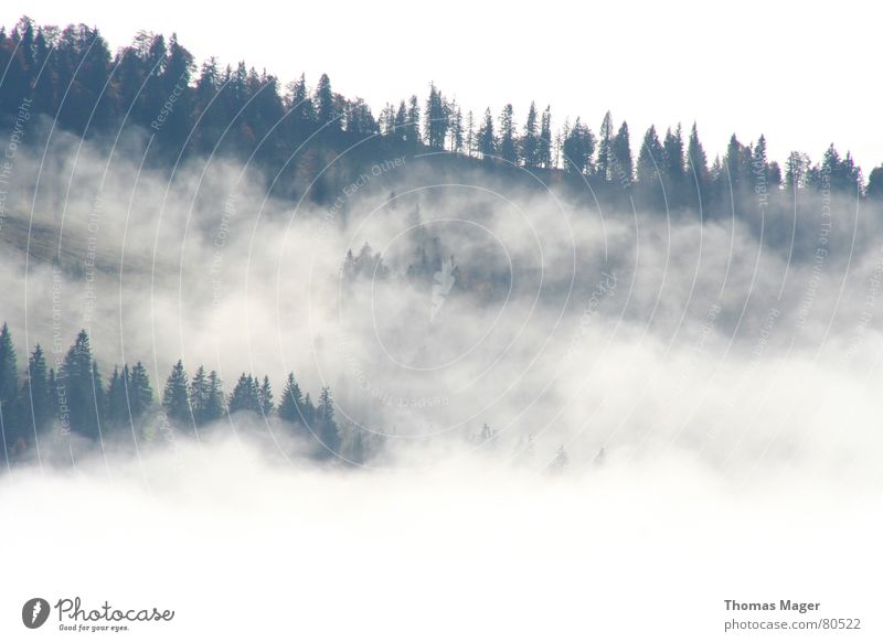 Eingenebelt Nebel Wald Ferne Wolken Baum leicht Hügel Nebelschleier Aussicht Nadelwald Berge u. Gebirge Blick Perspektive Niveau