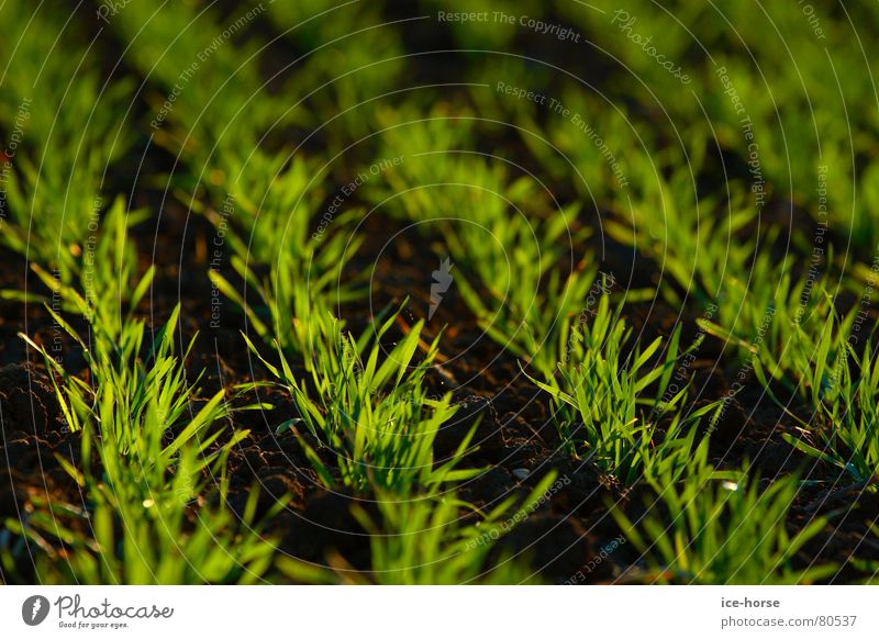 Herbstsaat Aussaat Feld grün Gegenlicht Keim Getreide Kornfeld Erde Bodenbelag