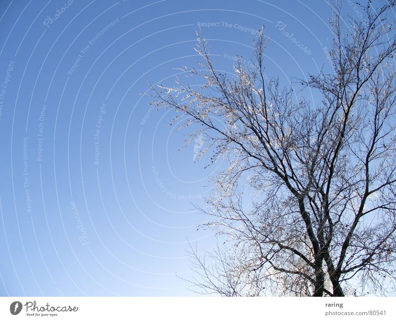 Schockgefrostet Baum Winter Niveau Frost Natur Eis Himmel blau Schnee