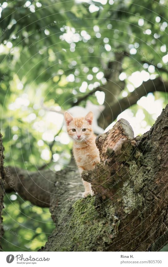 Kleines Sommer Baum Garten Tier Katze 1 Tierjunges beobachten sitzen niedlich Wachsamkeit Tigerfellmuster wach Farbfoto Gedeckte Farben Außenaufnahme