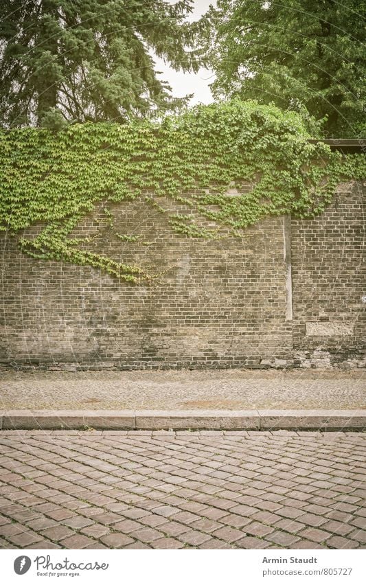 Straße, Bürgersteig, Mauer, Wein Sommer Natur Pflanze Himmel Baum Stadt Architektur Wand Backstein alt authentisch dreckig historisch kaputt Stimmung Romantik