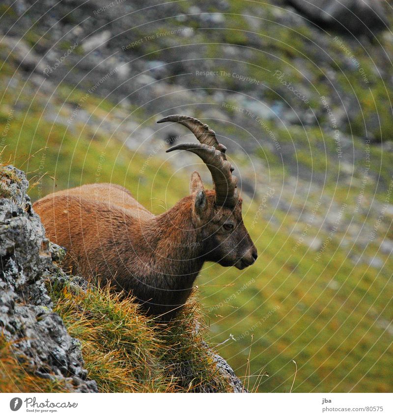 Bock Ernährung Steinbock Silhouette Fell braun Gras grün grau Tier nah Erholung Säugetier liegen ruhig Horn Ohr Profil Rücken Natur