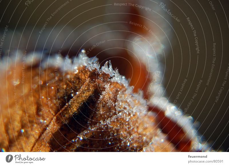 Kalt wars... (2) Herbst Winter kalt Eis Blatt Dezember tauen schmelzen braun Puderzucker Schnellzug Frost Schatten Schnee Raureif frieren blau Rost sun ripe