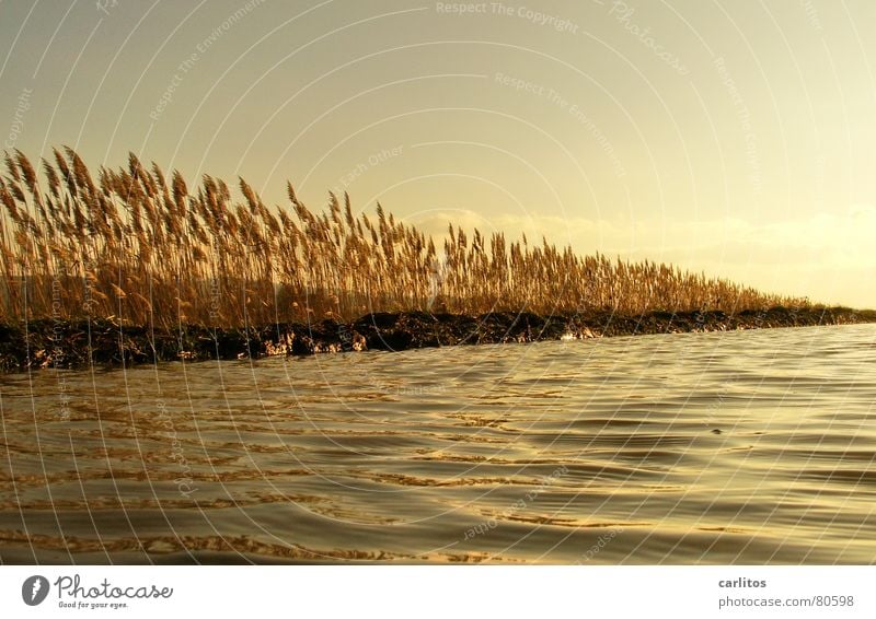 Goldenes Meer Sonnenuntergang Weißabgleich Gegenlicht Pfütze Schilfrohr Erholung Winter ruhig Wiese Umwelt Herbst Weide Licht Gras Reflexion & Spiegelung Wellen