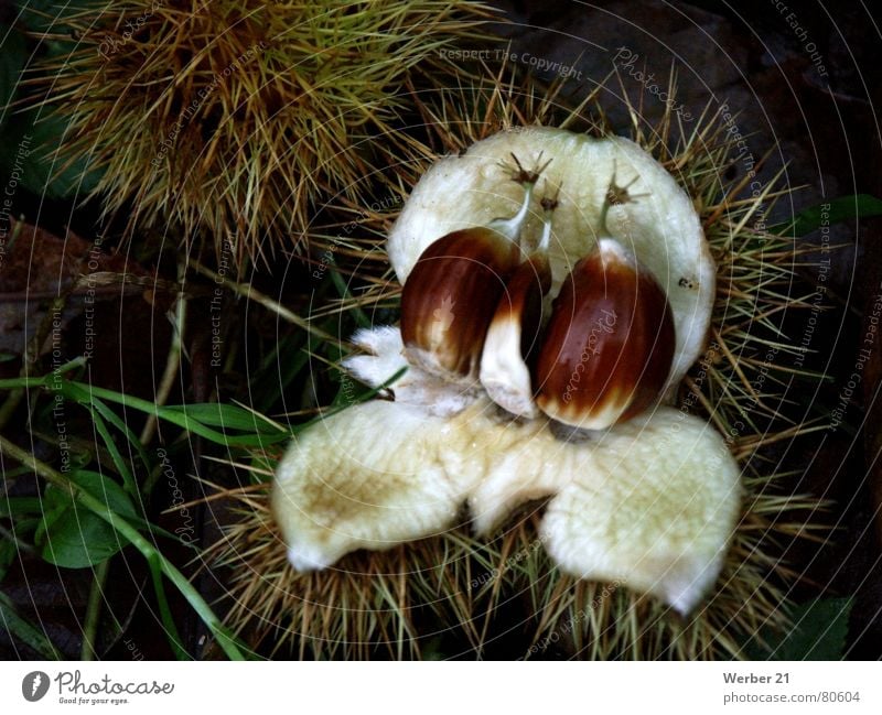 Maronen in der Schale Waldboden Herbst Makroaufnahme Gemüse Nahaufnahme Kastanienbaum Stachel