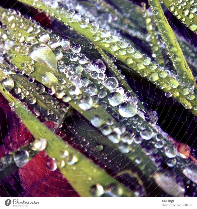 tauzeuch Gras Tropfen Tautropfen Flüssigkeit Pflanze Wachstum Wassertropfen kalt Halm Winter Grünfläche glänzend Licht feucht nass Rasen Natur Morgen