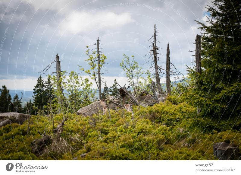 Waldlichtung Natur Landschaft Pflanze Wolken Sommer Baum Sträucher Hügel Felsen Harz Waldrand Waldsterben alt dunkel natürlich wild grau grün Fichtenwald