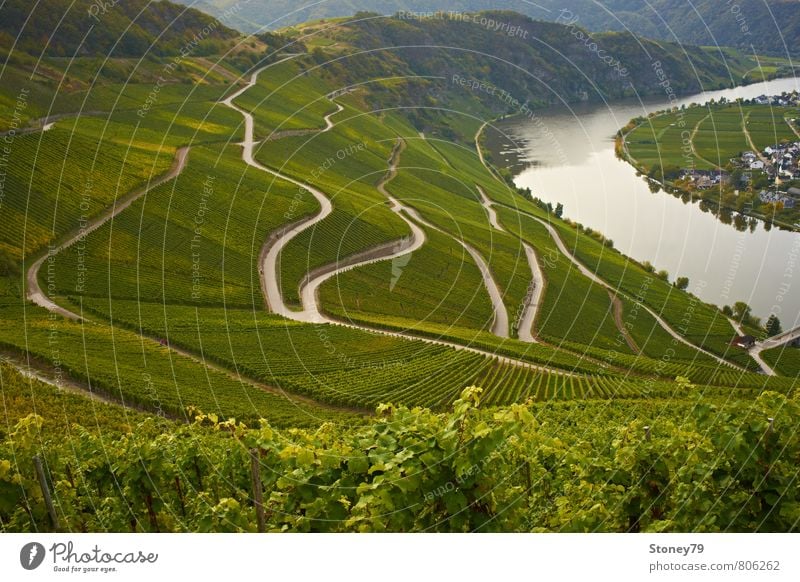 Mosel Landschaft Herbst Nutzpflanze Wein Fluss Weinberg Weinbau Mosel (Weinbaugebiet) Straße Wege & Pfade Wegkreuzung Kurve Serpentinen grün Farbfoto